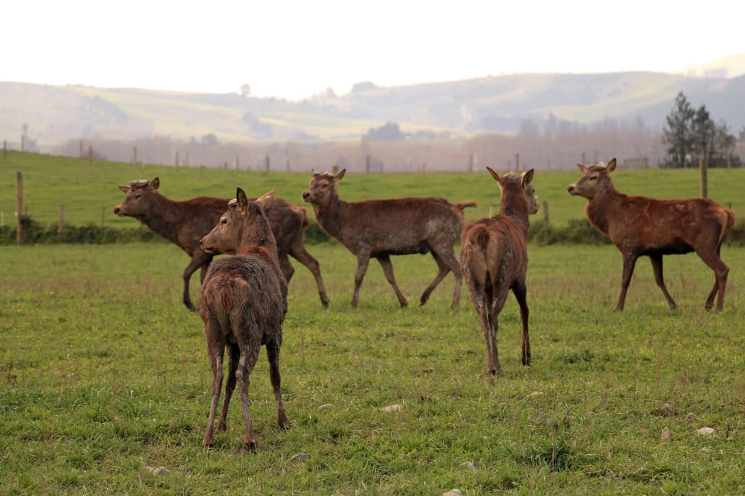 Stags on a deer farm in South Canterbury