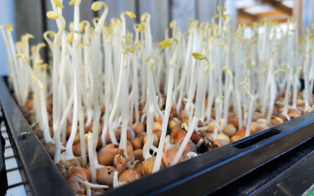 Sprouts ready for some light