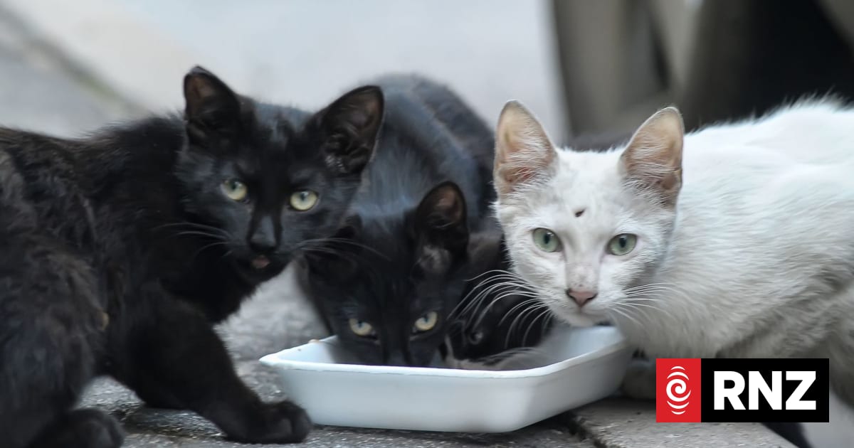 French couple who kept 159 cats banned from keeping pets