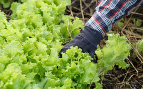 One German backpacker said she quit her farm job in Waikato last week because she was earning below the minimum wage.