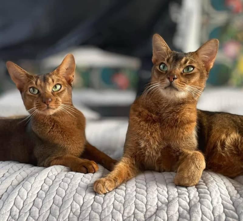 Maumee and the Kitten found the high tech tray to their liking.