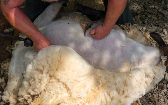 Man shearing sheep