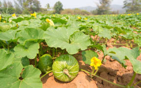 Vegetable crop growing in a field.