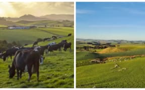 Dairy, Sheep and Beef farms