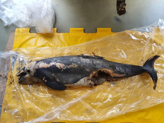 A decaying female Māui dolphin was found washed up at Muriwai beach.