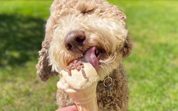 Bacon ice cream with venison sprinkles