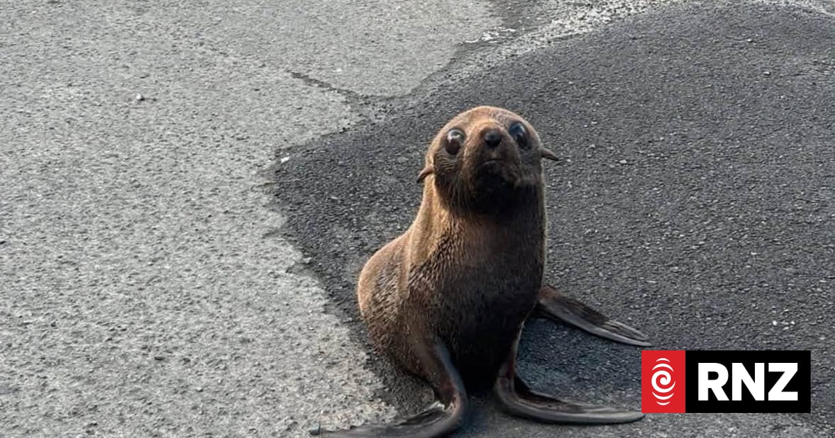 Police officers rescue seal pup wandering through South Auckland suburb