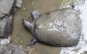 A female Yangtze giant softshell turtle at Suzhou Zoo in Suzhou in China's eastern Jiangsu province.