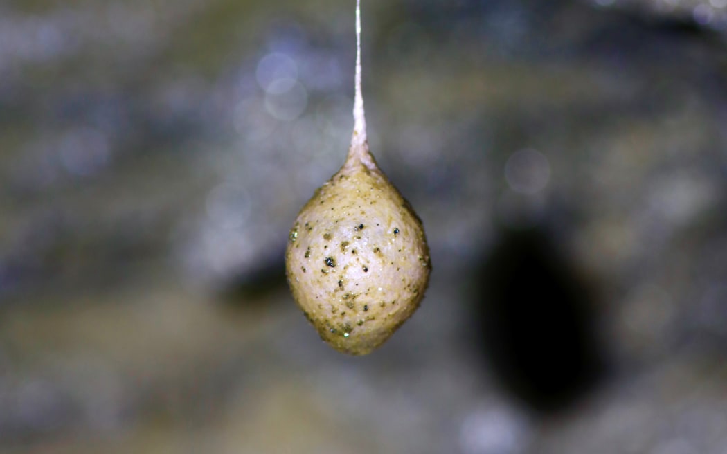Nelson cave spider egg sac in Crazy Paving Cave in Kahurangi National Park's Ōparara Basin.