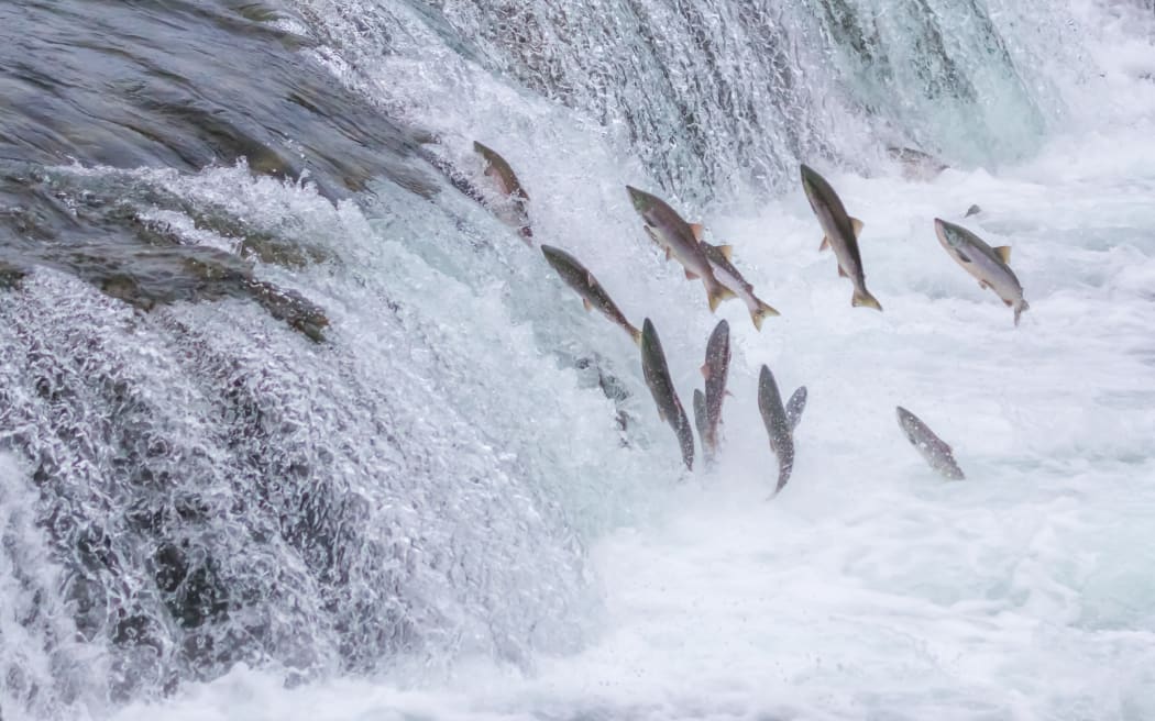 Salmon Jumping Up the Brooks Falls at Katmai National Park, Alaska
