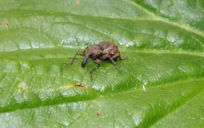 Giant Knobbled Weevil