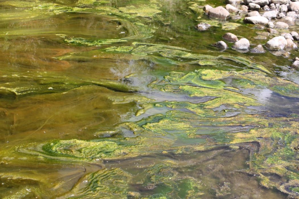 Algae in Kahuterwa Stream 2015