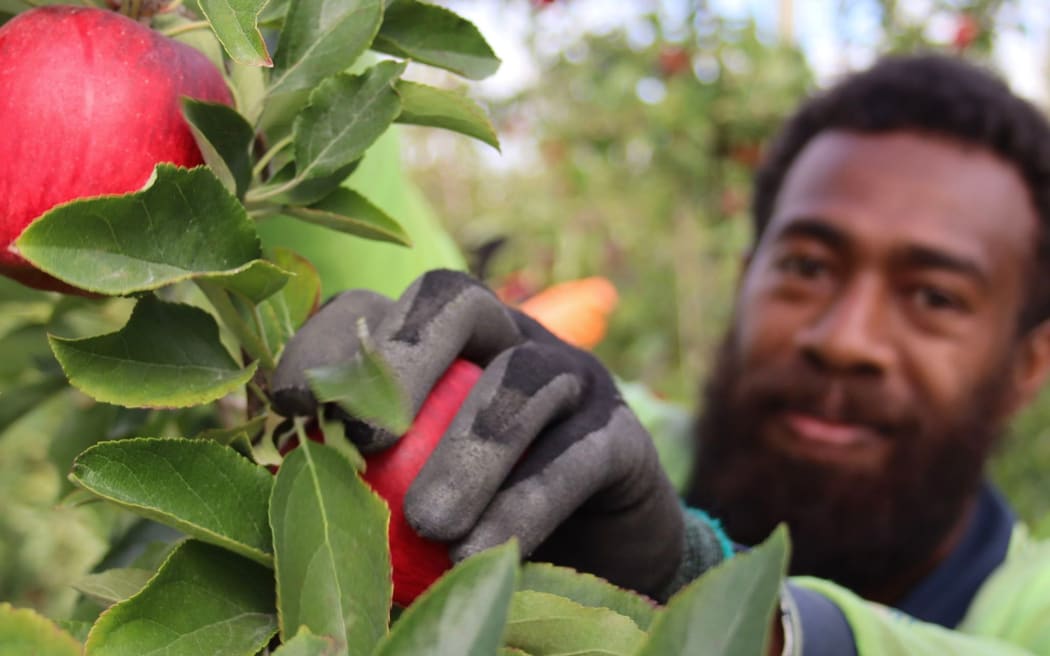 Apple picking at Mr Apples in Hawke's Bay.