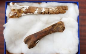 bones of fossil penguin