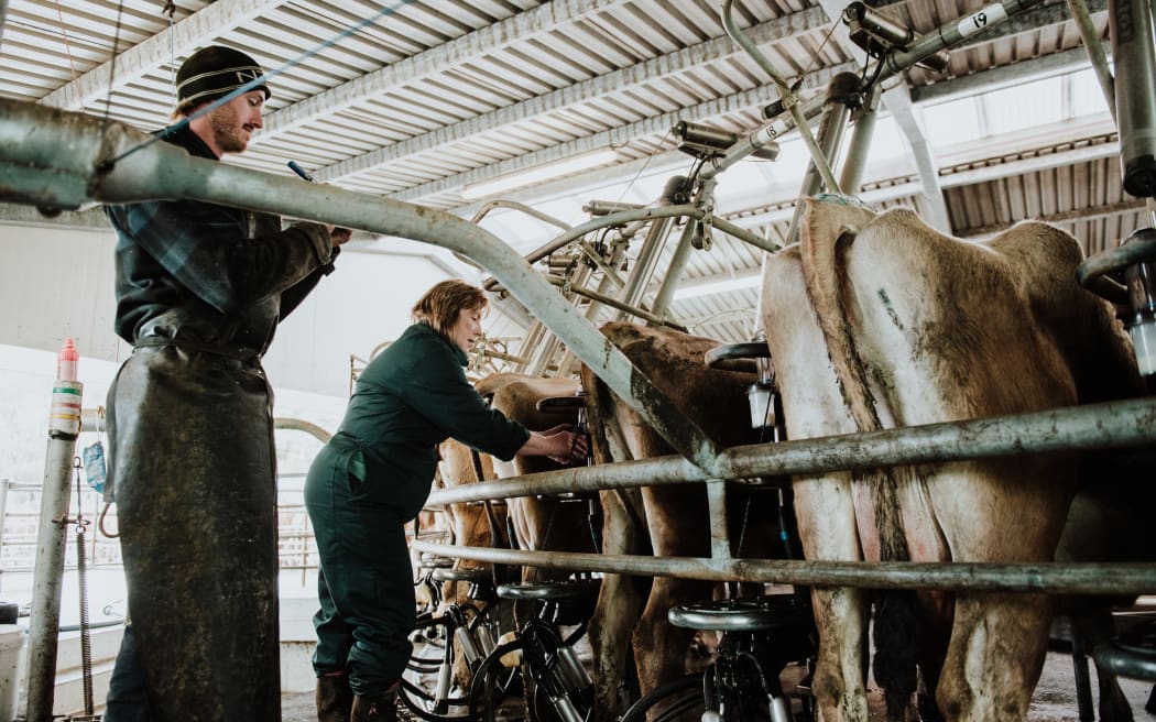 Rosie Cartwright is no stranger to hard work. The mother of four and grandmother of seven - soon to be eight - is up at the crack of dawn each day to milk a 500-strong herd of Jersey cows.