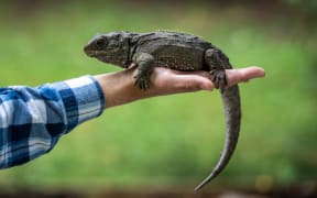 Tuatara at the Kiwi Birdlife Park in Queenstown