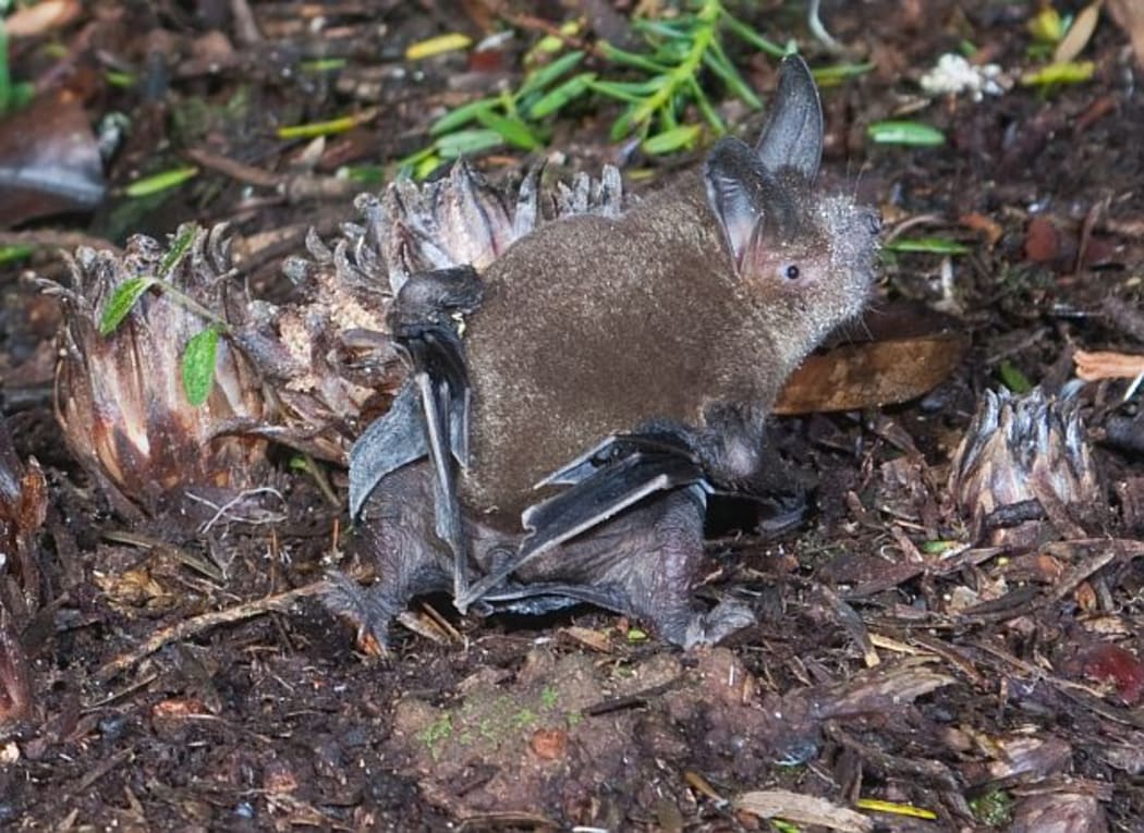 Short-tailed bats spend more time running around on the ground than any other species of bat. They furl their wings out of the way to protect the delicate flight membranes, and the membrane that encloses their short tail is small, hence their name.