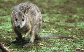 A wallaby which is considered a pest in New Zealand