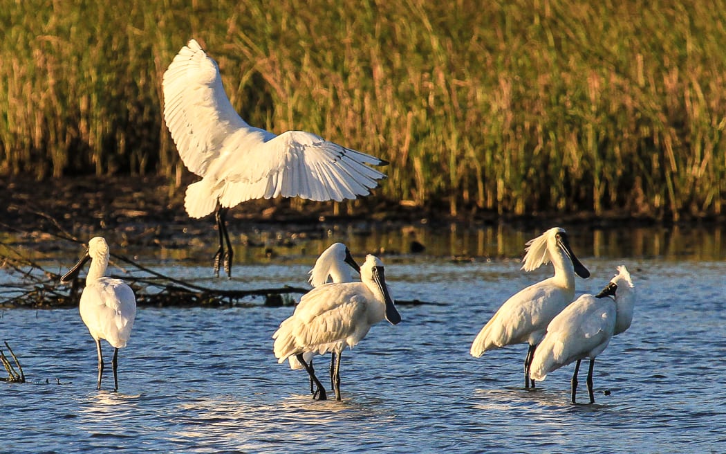 The eastern lakeshore at Wairarapa Moana Wetlands is a popular feeding area for migratory birds, including kōtuku ngutupapa (royal spoonbill).