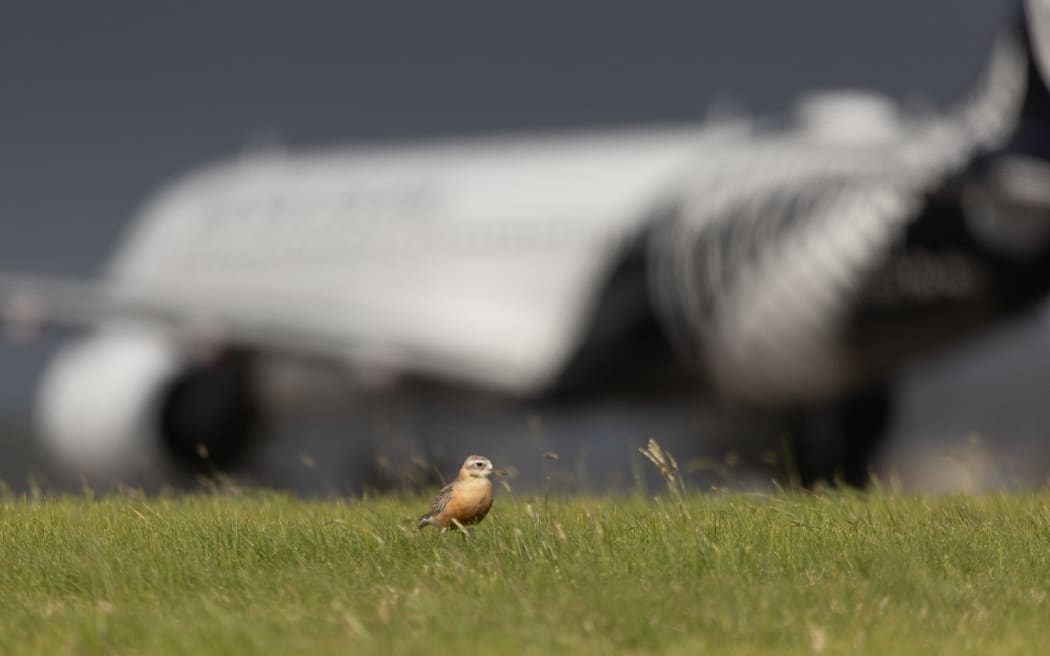 A tūturiwhatu New Zealand Dotterel blissfully unfazed by an Air NZ plane landing in the background at Auckland Airport.