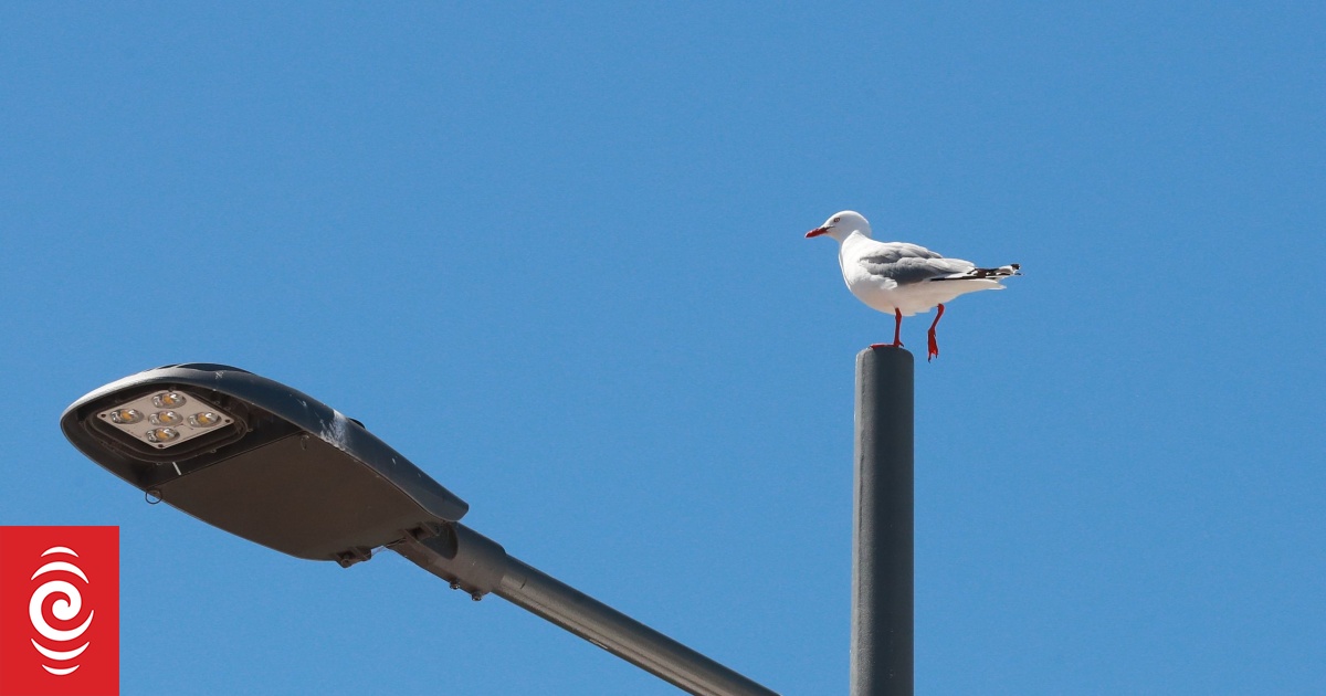 Lasers and sprinklers: Council searches for seagull solution - Vimarsana News