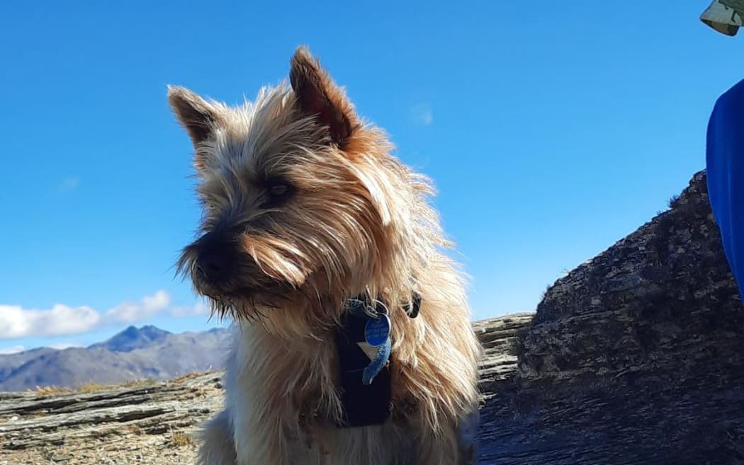 Small terrier dog sitting outside in the sun, looking keen for fun.