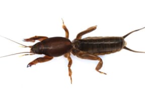 NZ Mole cricket