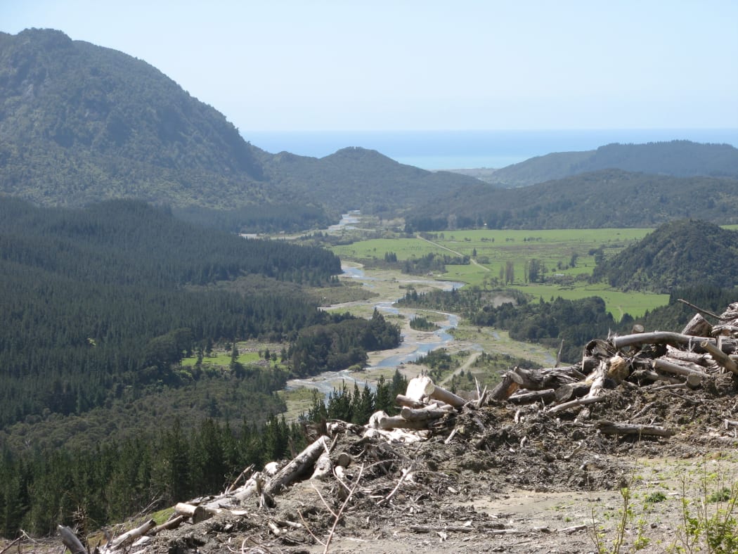 Tarere Block where regenerating manuka stands are prolific