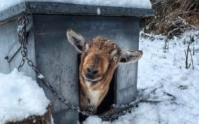 A goat in the snow in Kingston.