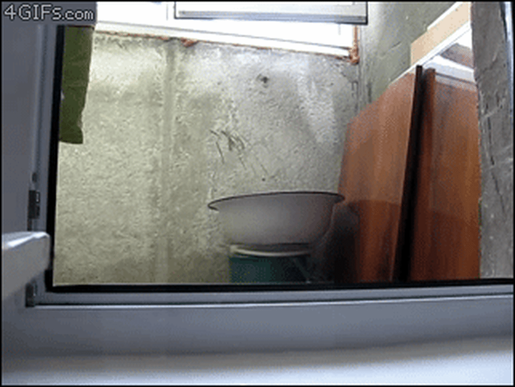 A .gif of a cat spying through a window