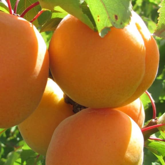 Apricots