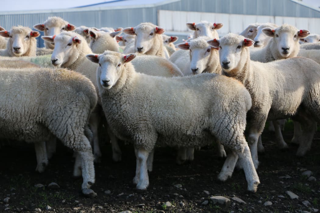 Wiltshire Romney cross sheep in New Zealand.
