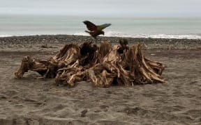 Two juvenile kea have opted for the lowland town of Ross and its nearby beach to set up residence.