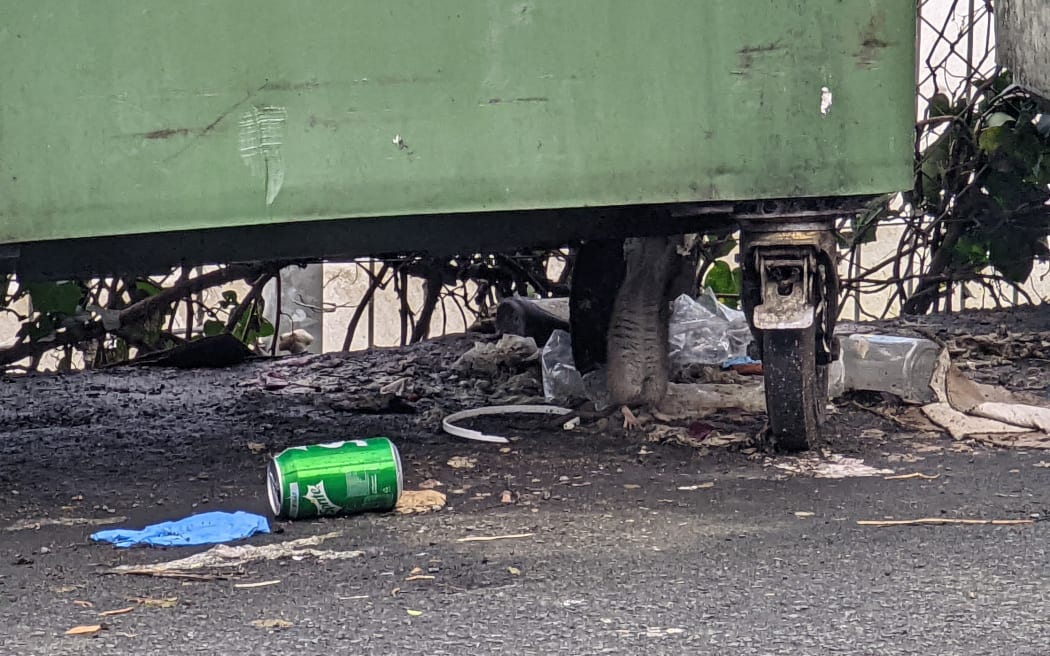 Rat feeding from a bin during daylight in a central Auckland suburb
