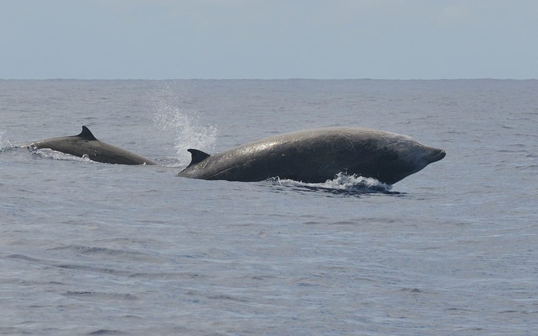 Two gray whales swimming in the ocean. One is breaching, its nose sticking out.