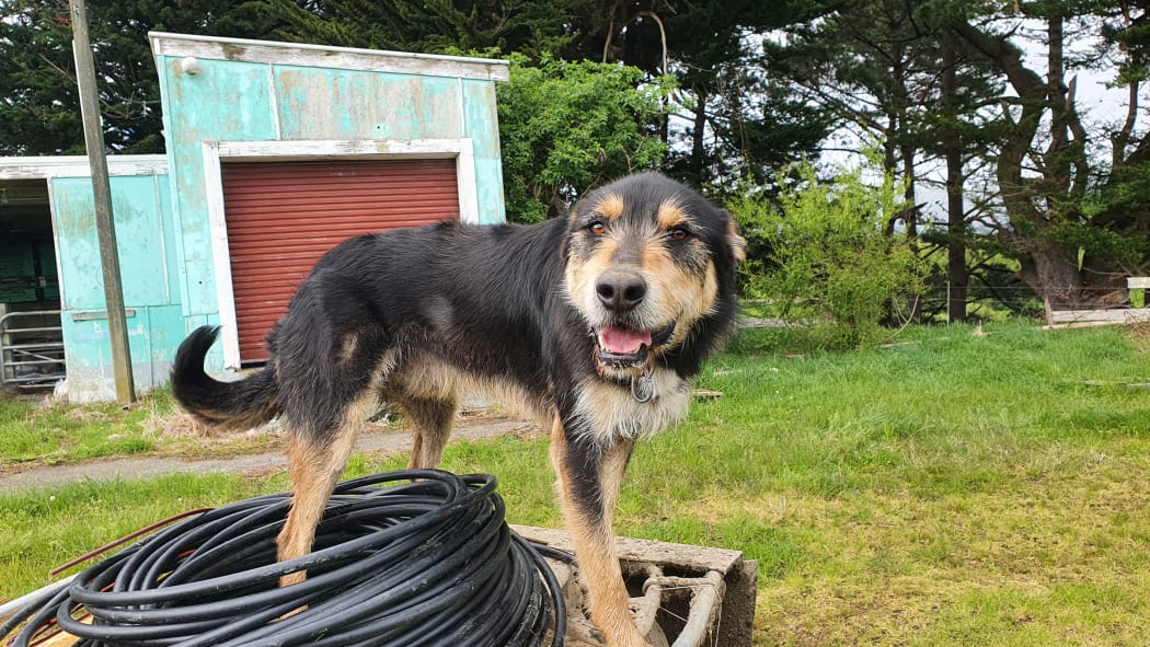 Digger, ready for work at a dairy farm near Linton, Manawatū
