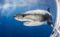 Mexico, Guadalupe Island, Great white shark in sea (Photo by Ken Kiefer 2 / Connect Images via AFP)