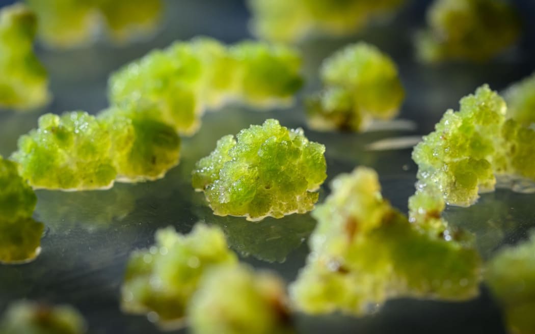 Clusters of blueberry cells.