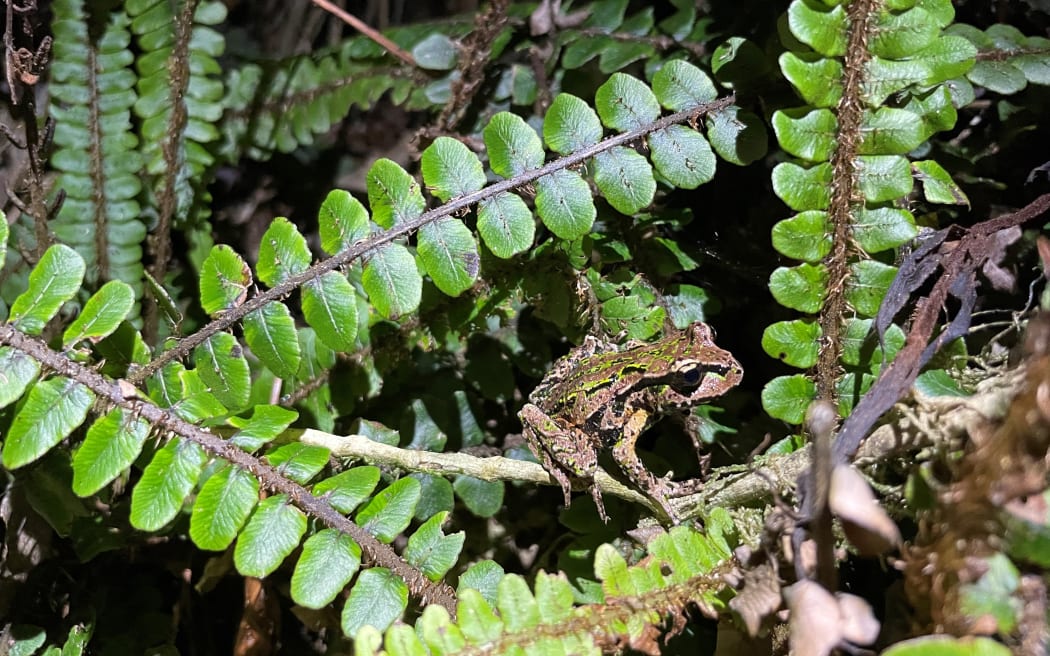 An Archey's frog amongst fern leaves.