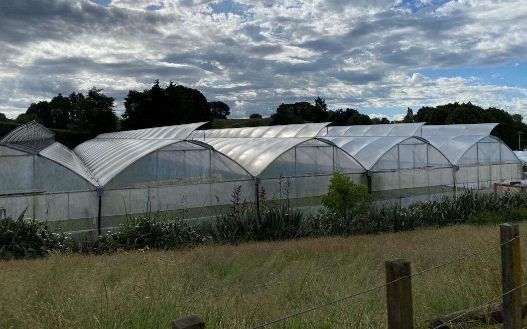 One of the four greenhouses at Lilies by Blewden.