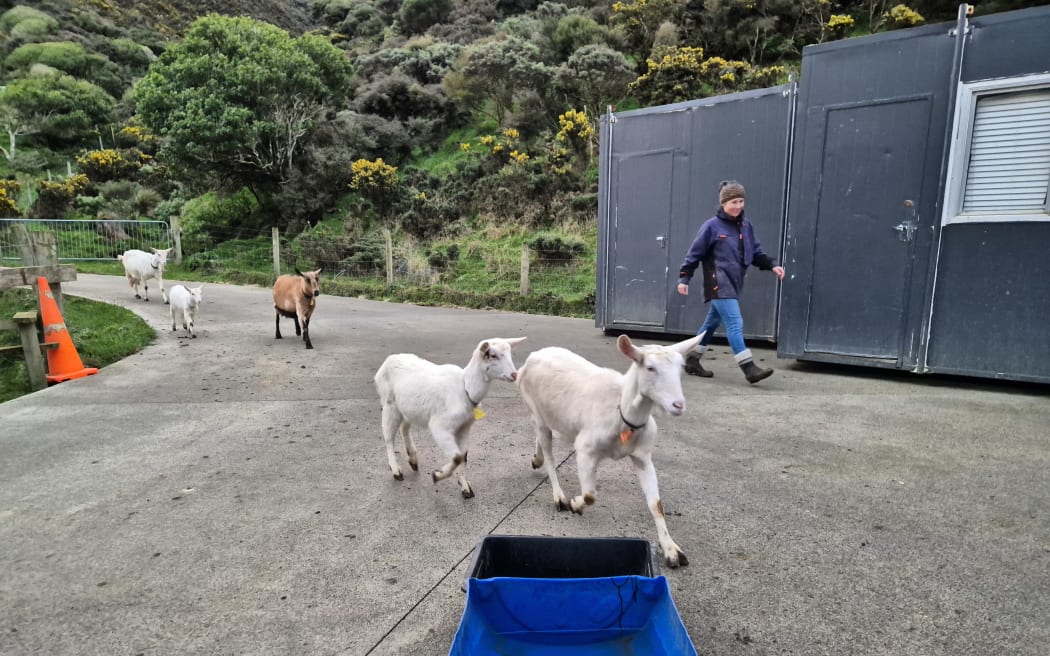 The family knows most of the goats by name.