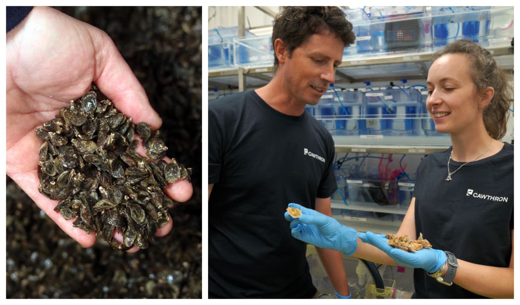 Julien Vignier and Lizenn Delisle at Cawthron Institute's Te Wero research facility