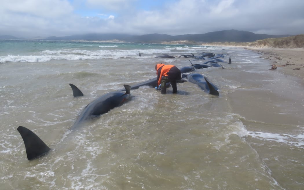 Mass pilot whale stranding at Rakiura/Stewart Island