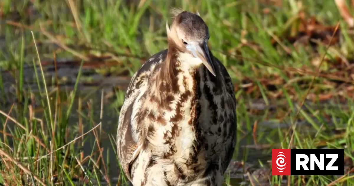 Conservationists call on bird-watchers to help save one of NZ's most endangered birds