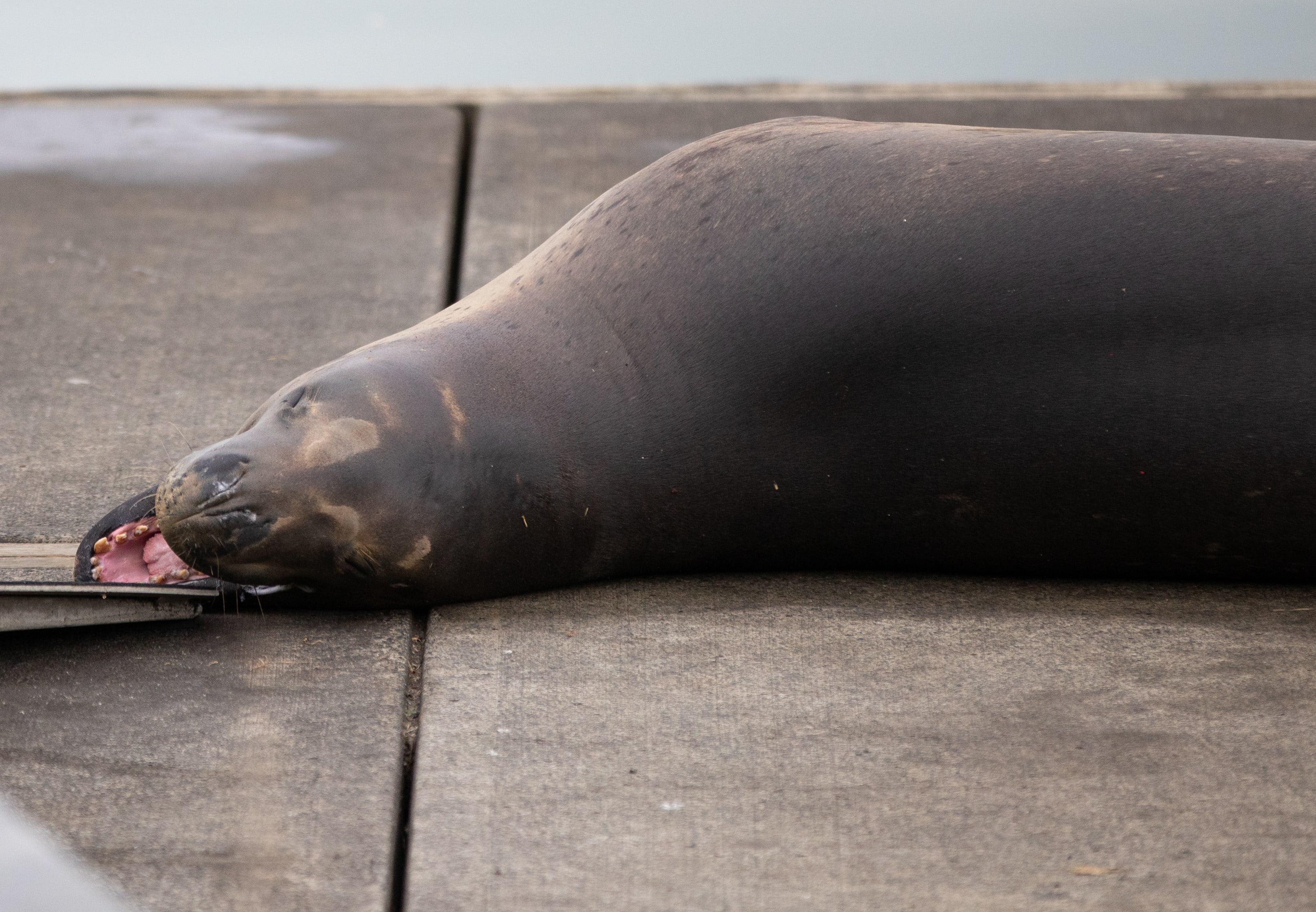 Leopad seal Owha has been spotted in the western reaches of Auckland's Waitemata Harbour.