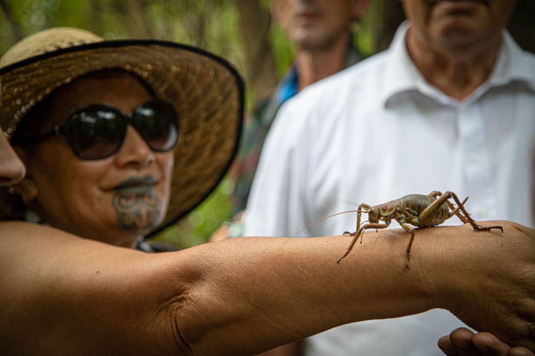 A wētāpunga being released onto a pest free island in the Bay of Islands, as part of Project Island Song. 14 December, 2020.