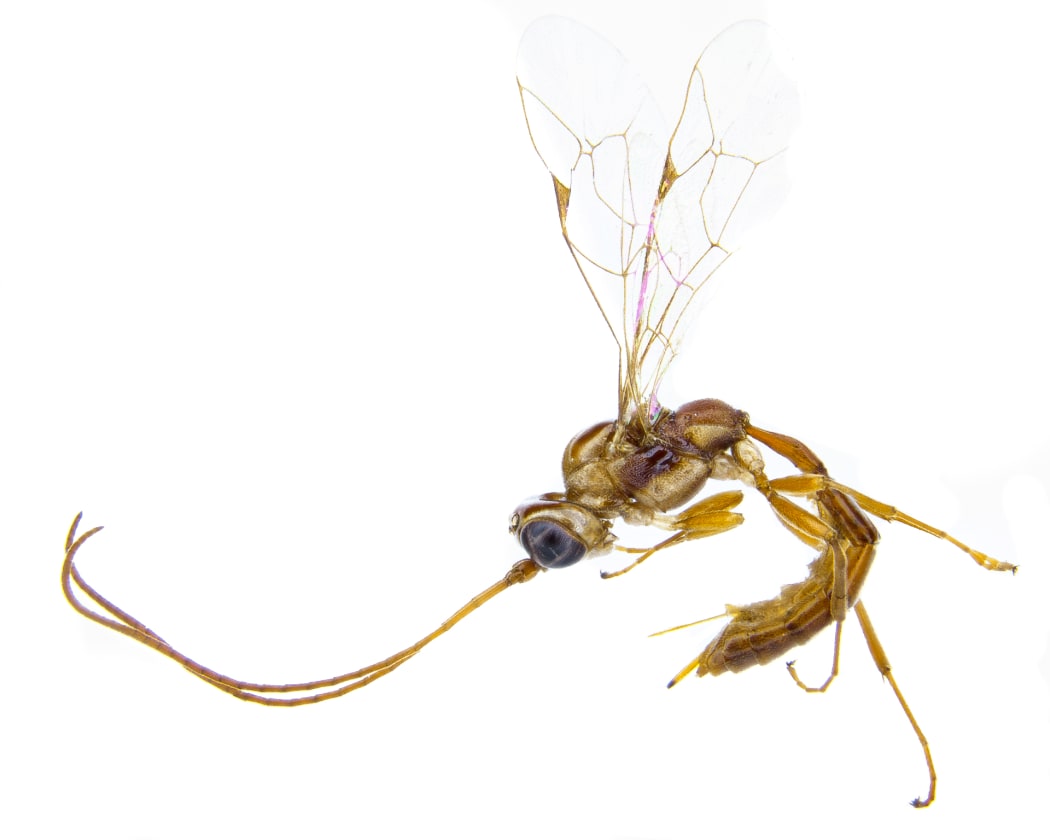 This recently named species of parasitoid wasp is now known as Lusius malfoyi, after a Harry Potter villain.