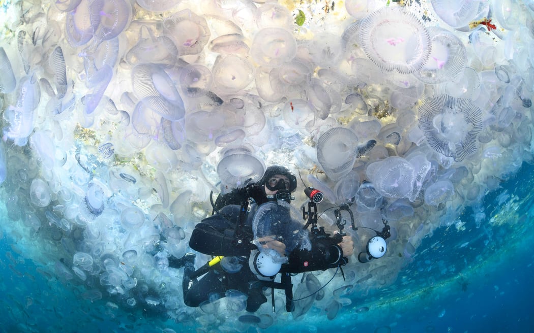 A bloom of harmless crystal jellyfish surrounds a diver at the Poor Knights Marine Reserve