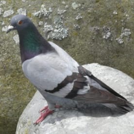 Photo for Rock pigeon
