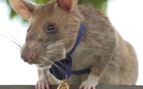 Magawa was awarded the PDSA medal for gallantry - sometimes described as the George Cross for animals.